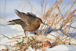 <p>KOS ČERNÝ (Turdus merula) /Common blackbird - Amsel/</p>